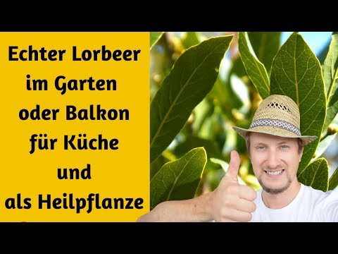 , title : 'Echter Lorbeerstrauch 🌿 auf meinem Balkon Garten 👍'