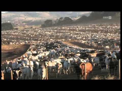 WELTjournal Billigfleisch Teil 1