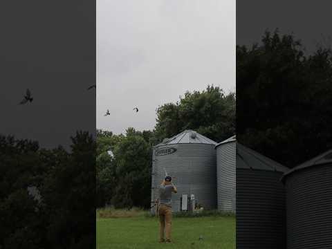 Jump shooting pigeons