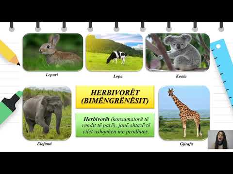 Гимназиско - I - Biologija - Nivelet e TË ushqyerit NË ekosistem