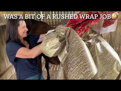 Culling horse numbers at Christmas time