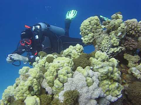 Scuba Diving Somabay with Tarek Support Tourism In Red Sea Egypt