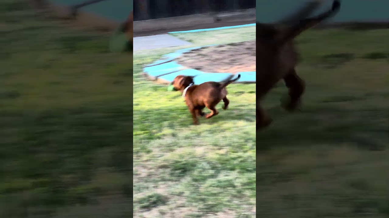 Enlarge Fern, a Adoptable mixed breed in Fresno, CA video 6/6