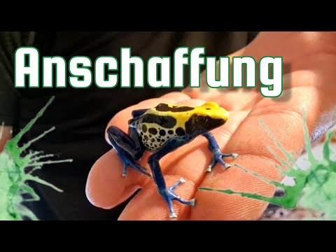 Purchasing poison dart frogs / where can I get poison dart frogs?