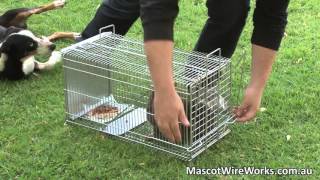 Cat Trap Demonstration