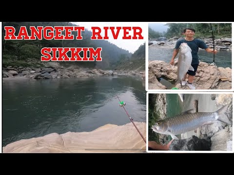 Fishing at Rangeet river west Sikkim | full day vlog