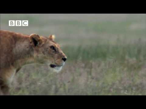 Hyena Attacks Lion & Pays the Price!