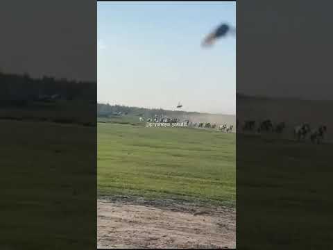 Эксперты объяснили причину странного поведения лошадей в Вилюйском районе Якутии