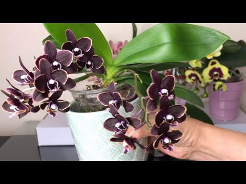 , title : '04/17/2022 蝴蝶兰六种不同的种植方法，总有一种适合你 6 Different Ways to Grow Phalaenopsis'