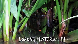 Download lagu Nyesel lupa ganti mata kail besar saat mancing ikan di rawa bakung #SG-117 mp3