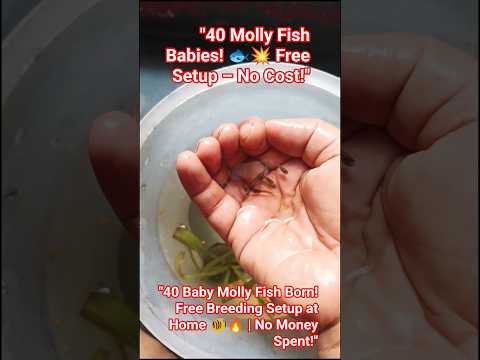 "40 Baby Molly Fish Born! Free Breeding Setup at Home 🐠🔥 | No Money Spent!"#mollyfish #fishbreeding