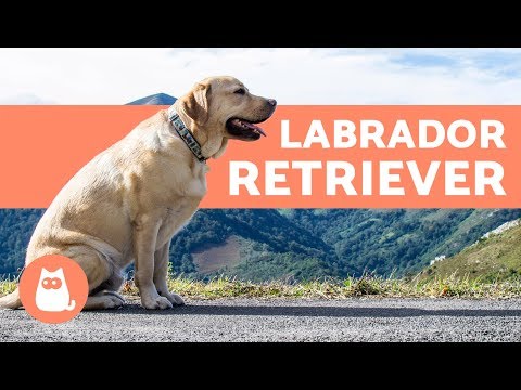 download lagu mp3 mp4 Perro Labrador, download lagu Perro Labrador gratis, unduh video klip Perro Labrador