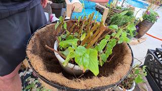 Fixing Up Dragon Wing Begonias