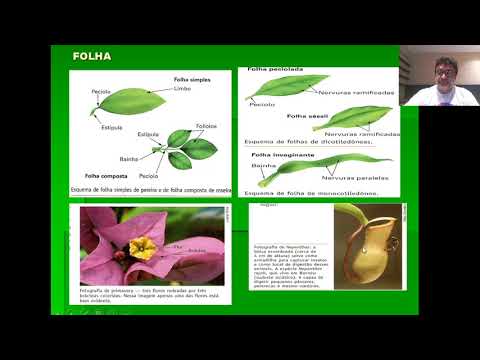 FOLHA E HISTOLOGIA VEGETAL