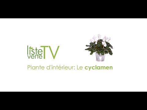 comment soigner cyclamen d'intérieur