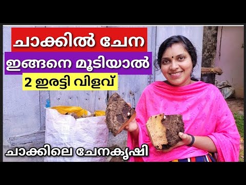 ചാക്കിൽ ചേന ഇങ്ങനെ മൂടിയാൽ 2 ഇരട്ടി വിളവ് | Chena krishi malayalam | Elephant foot yam cultivation |