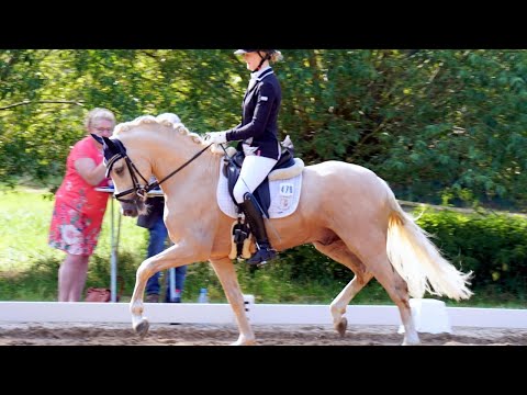 Großes Kino *2019 Gek. Hengst v. Genscher / A new Star