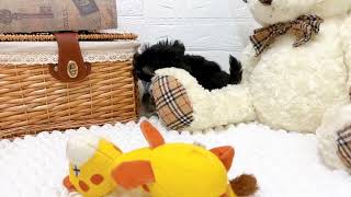 ハーフ犬の動画01