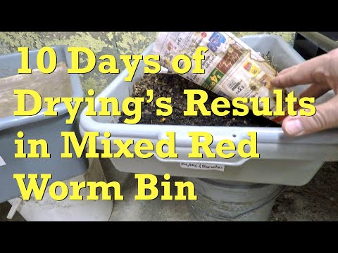 Still many springtails in mixed red worm bin after 10 days of drying - vermicompost