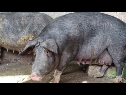 , title : 'Berkshire | Pig Breeds | Swine Management | Agri Life with Dilupa Akalanka'