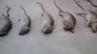 Download lagu ehna hanjuan da ki kariye funny video ' viral videos human mp3