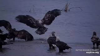 Mississippi River Flyway Cam:  Fish Saga with so many Bald Eagles (11 07 2023 explore.org)