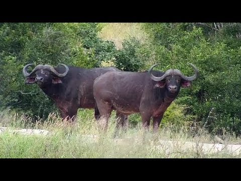 Djuma: Two African Buffalo watching people nearby - 15:40 - 03/20/20