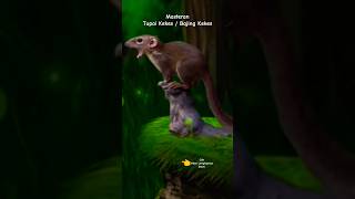 Download lagu Suara Tupai Horsfield - Trek Utama Langka untuk Melatih Burung Penyanyi Peliharaan - Squirrel Kekes Squirrel Kekes mp3