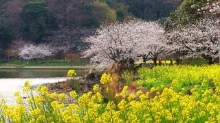 preview picture of video '桜と菜の花 / 袖ヶ浦公園 （千葉県袖ケ浦市） 2013年3月26日'