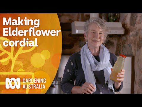 How to make Elderflower cordial | Cooking Your Garden Produce | Gardening Australia