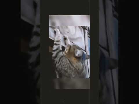 Ft. Excuses Ap dhillon cat version 😼🔥 || cats heartbreak 💔 || #shorts #funny #youtubeshorts #viral