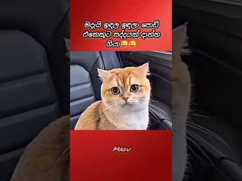 අනේ පූසෝ පාඩුවේ ඉන්න😂😂
