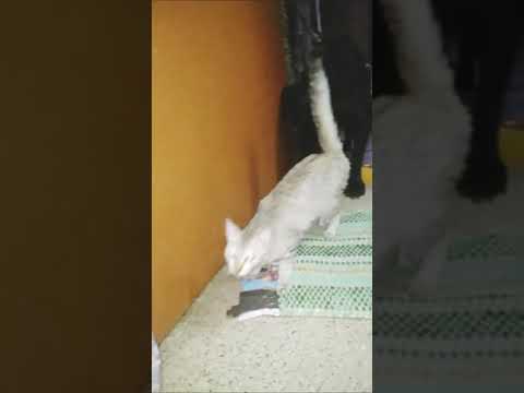 frienship has no boundaries🐕😸💕