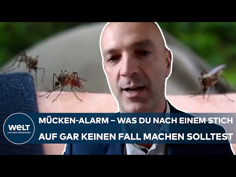 EM 2024: Tierische Plage! Millionen Mücken nerven auch DFB-Team nach Starkregenereignissen in Bayern