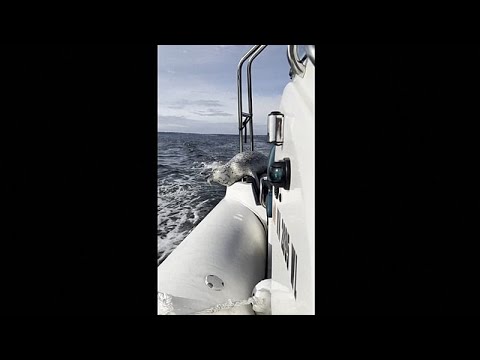 Video Thumbnail: Seehund flüchtet vor Orcas auf Boot eines Fotografen