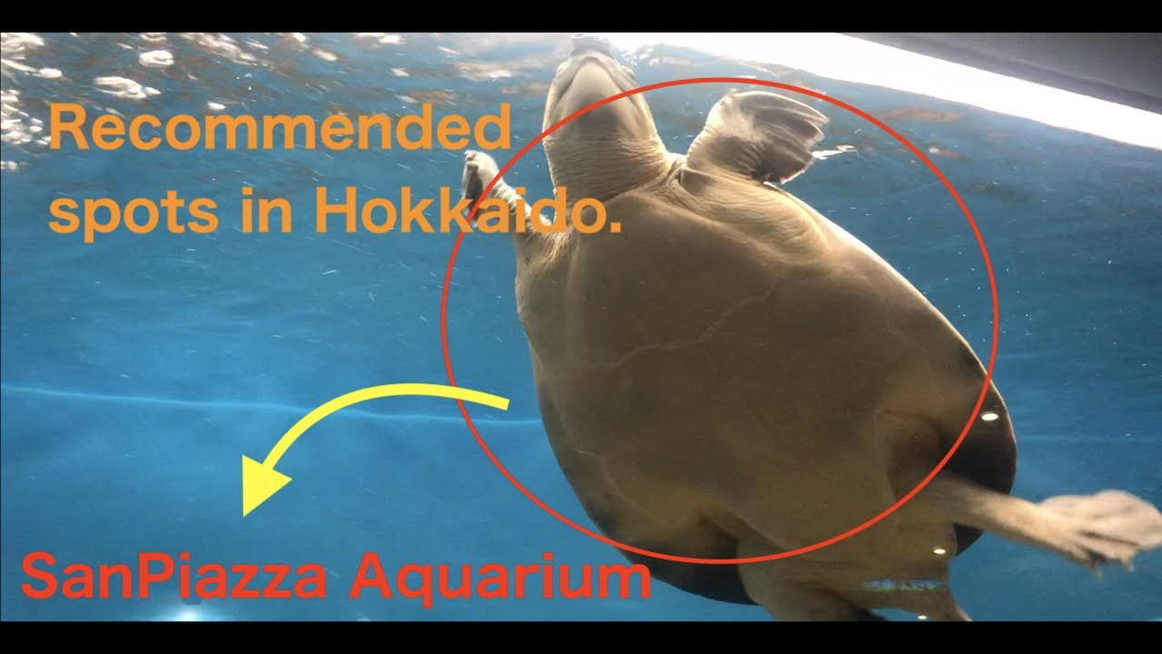 Experience the highlights of the Sunpiazza Aquarium.