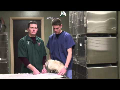 How to Care for Cats After Spaying