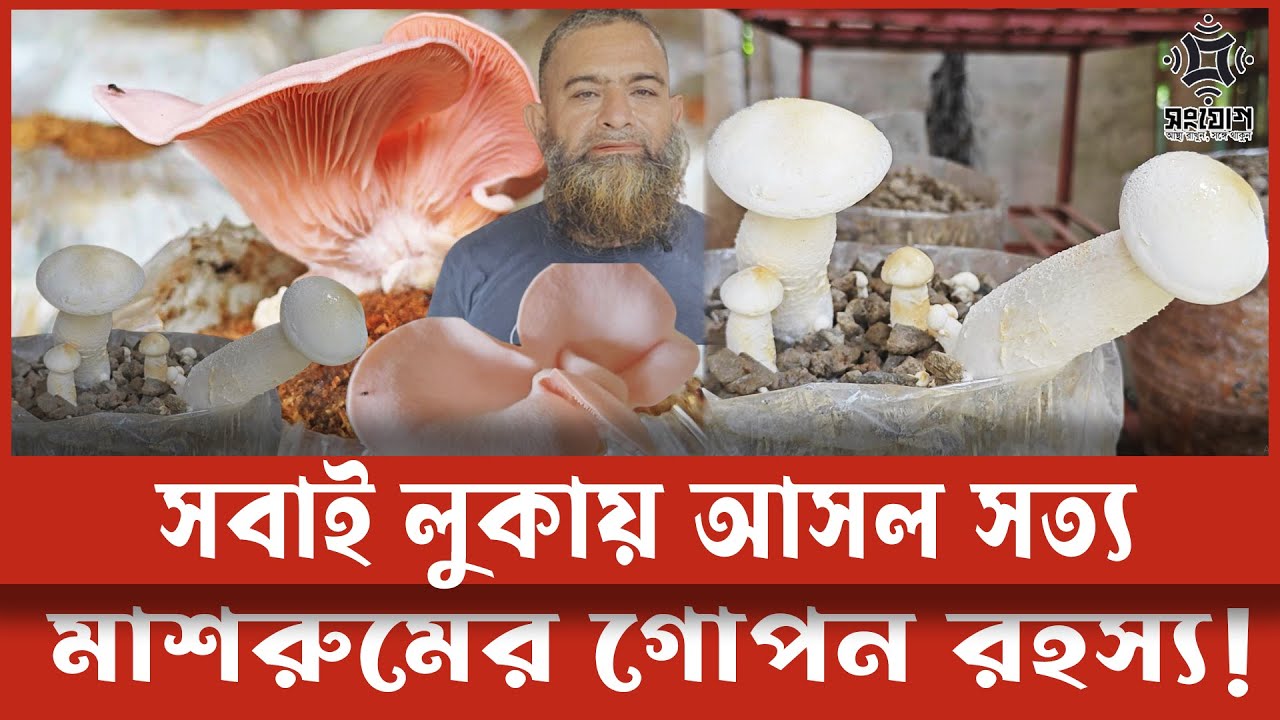 মাশরুম চাষের অজানা সত্য