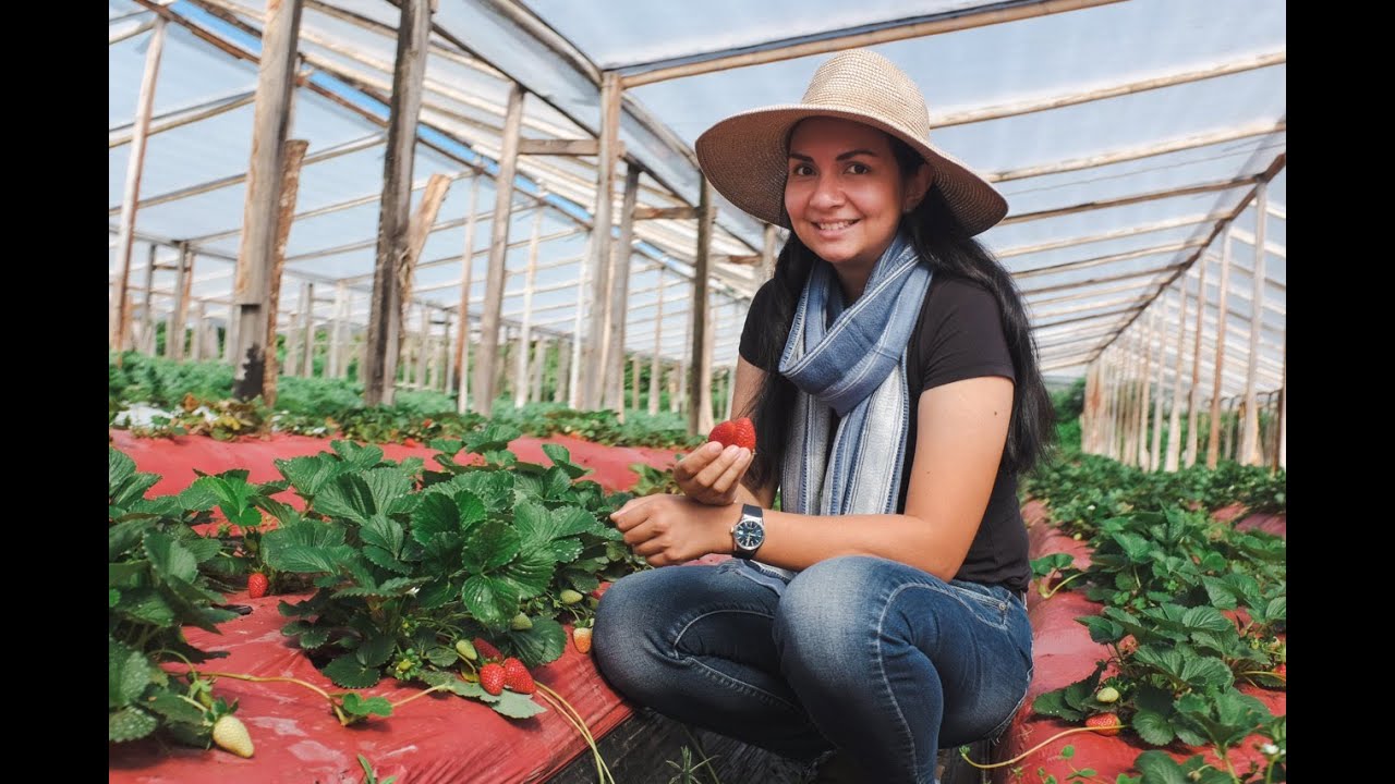 Strawberry Fields Forever: Isla Palenque