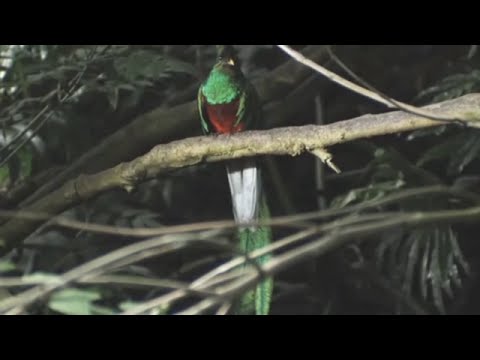 Quetzal Rare Bird Spiritual Sacred Maya Aztec - Instrumental Music