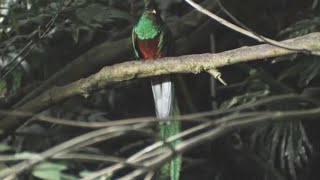 Quetzal Rare Bird Spiritual Sacred Maya Aztec - Instrumental Music