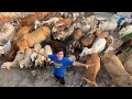 Zoo Mein 200 Animals Agea OMG