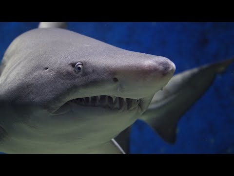 Shark | The Most Relaxing Music  | Nature Relaxing | Meditation | Stress Relief