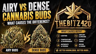 Dense Buds vs Airy Buds: The Real Difference