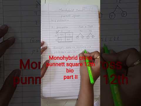 part II Monohybrid cross punnett square