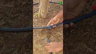 I Found a GENIUS Way to Use Drip Irrigation for Trees! #ideas #short