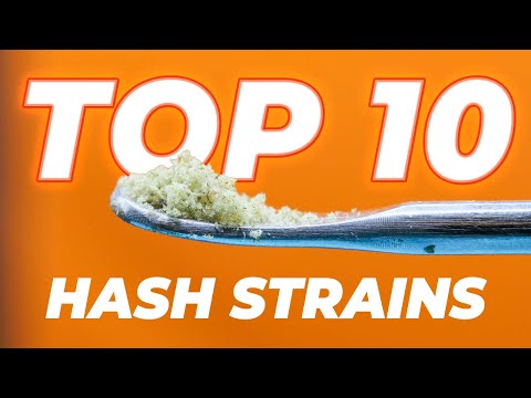 🏆 Top 10 Hash Strains 🍯 | The Fast Buds for making Rosin & Extracts