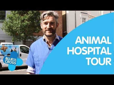Virtual Tour of London Animal Hospital | Blue Cross