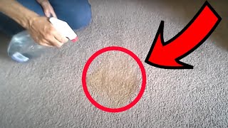 How to Get Stain Out of Carpet Using Only Vinegar