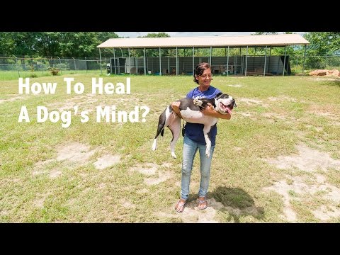 How To Heal A Dog's Mind?